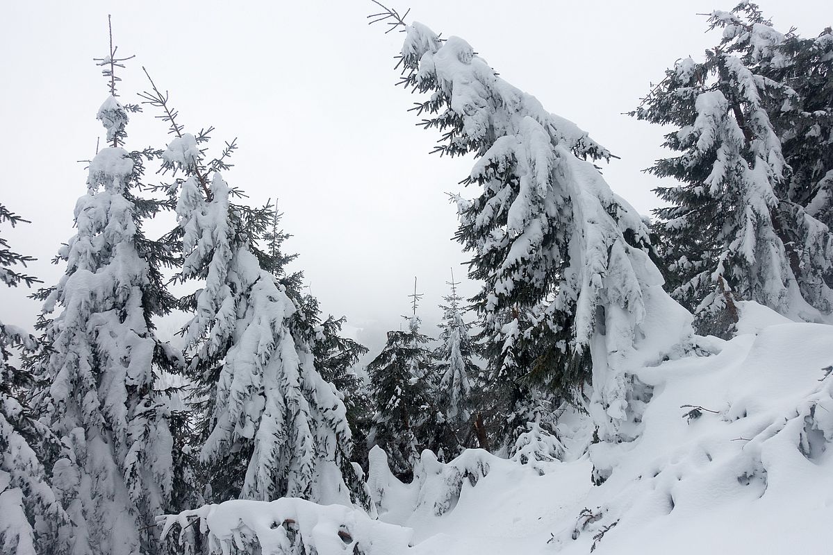 Als Baum hat man es nicht leicht