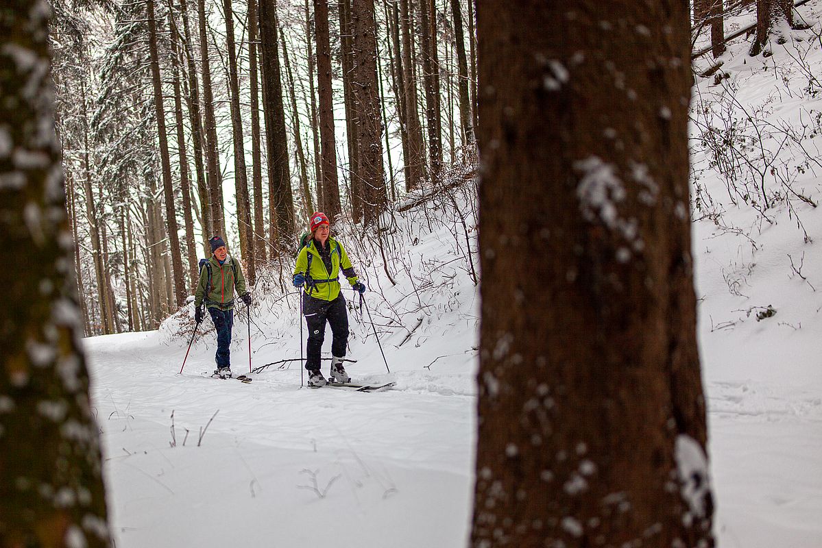 Langer Waldspaziergang zur Hofalm