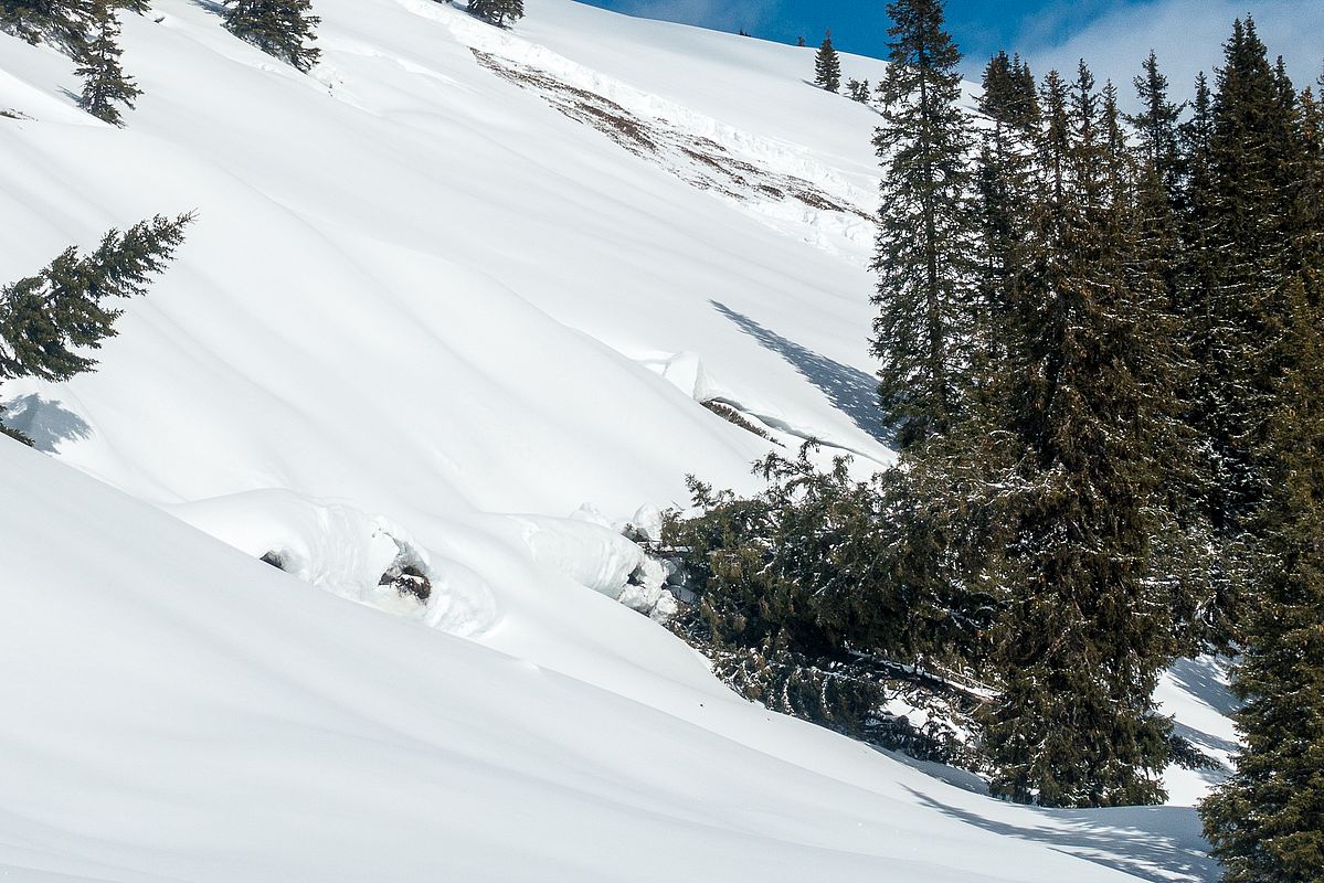 Überall Gleitschnee - hinten eine abgegangene Lawine, im Vordergrund walzt die Schneedecke eine Baumgruppe nieder.