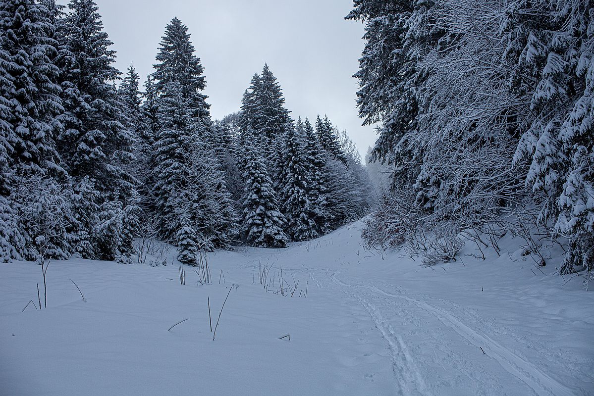 Der Beginn der Schneise im Lochgraben