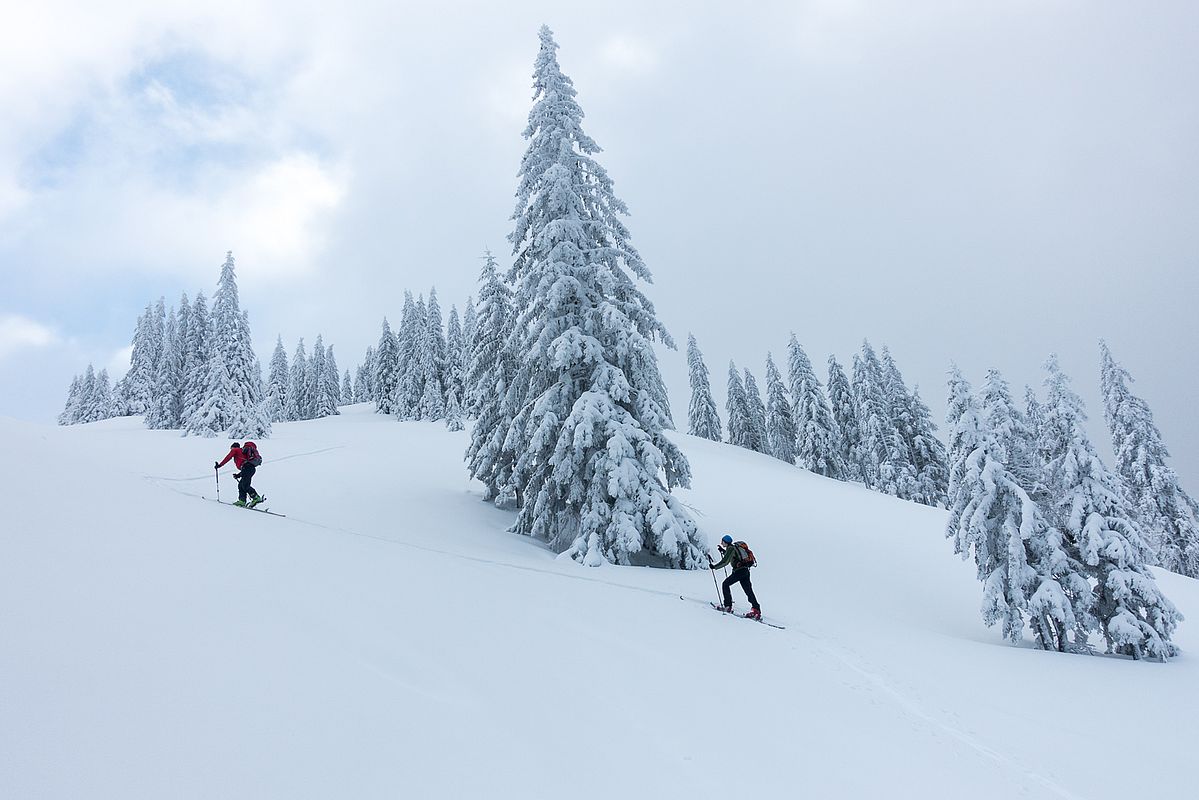 Skurrile Winterlandschaft an der Waldgrenze