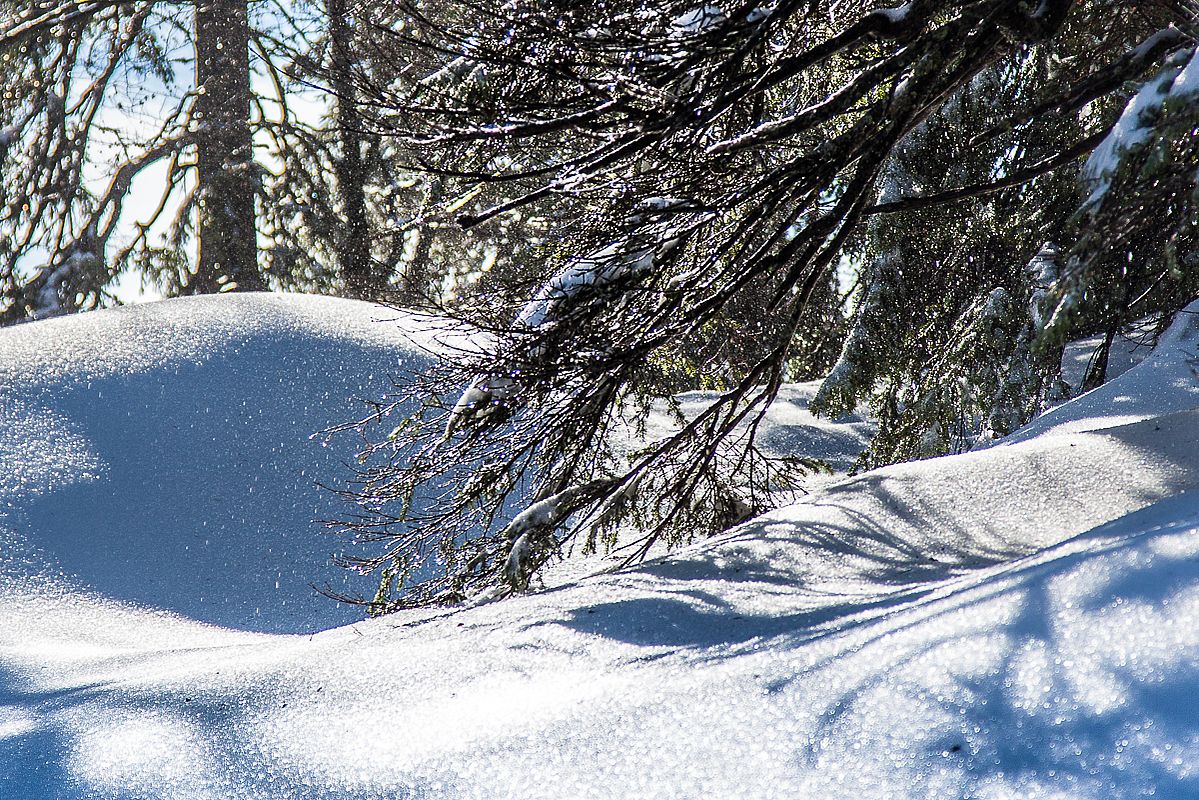  Südseitig taut es im Wald wie die Hölle, unter den Bäumen kommt man sich vor wie in der Dusche.