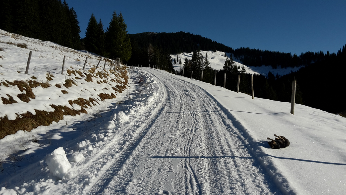 Aufstieg auf der Straße zur Priener Hütte - Foto: Michi Köstner