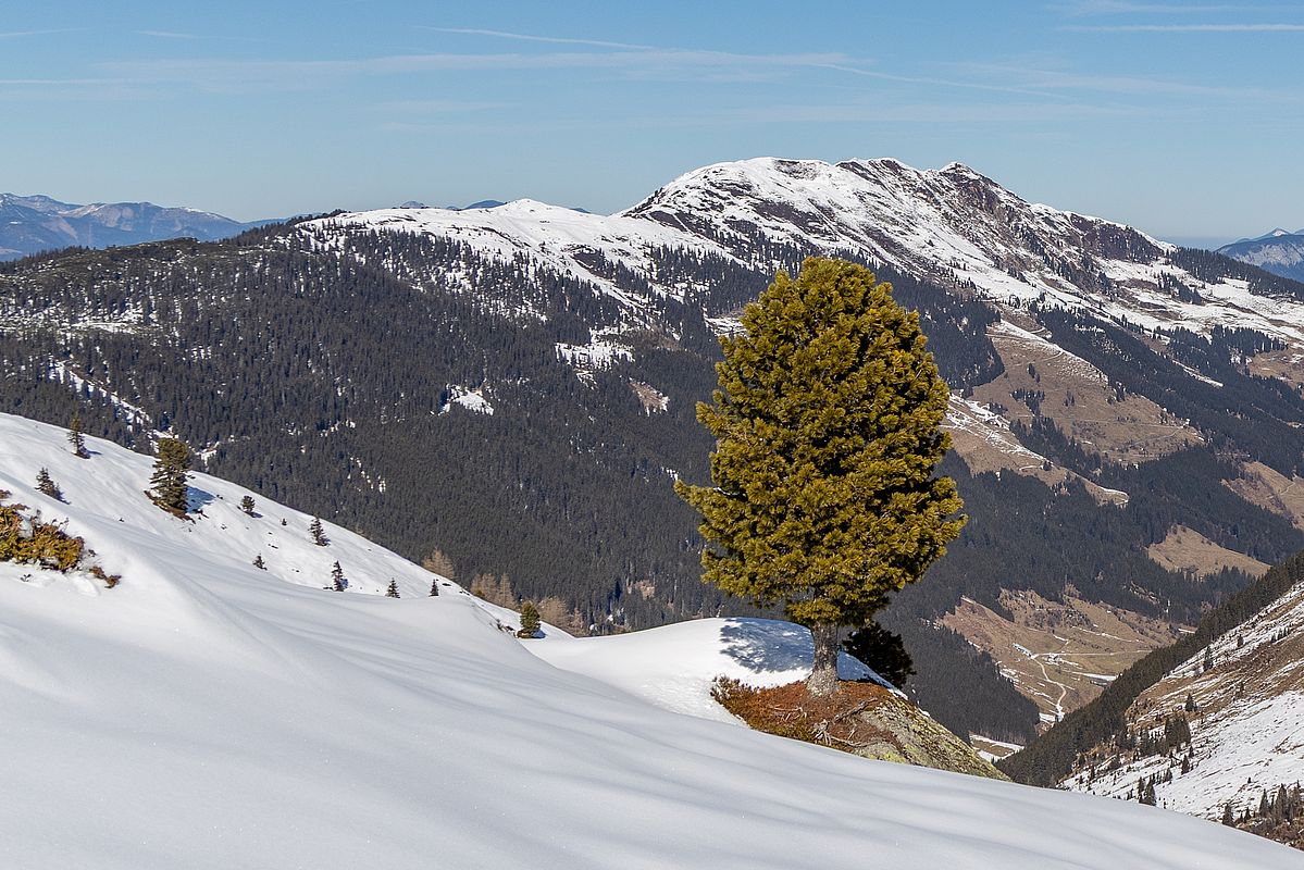 Im Hintergrund kaum noch Schnee am Schwaigberghorn