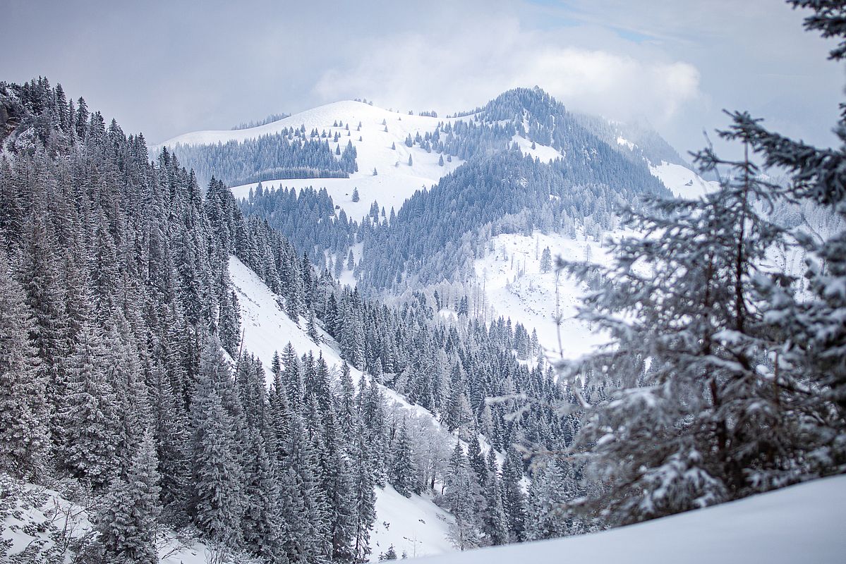 Blick zur Brünnsteinschanze