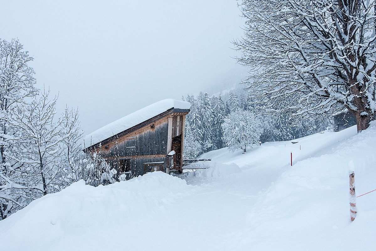 Ab etwa 1000 m wurde der Schnee langsam trockener und pulvriger