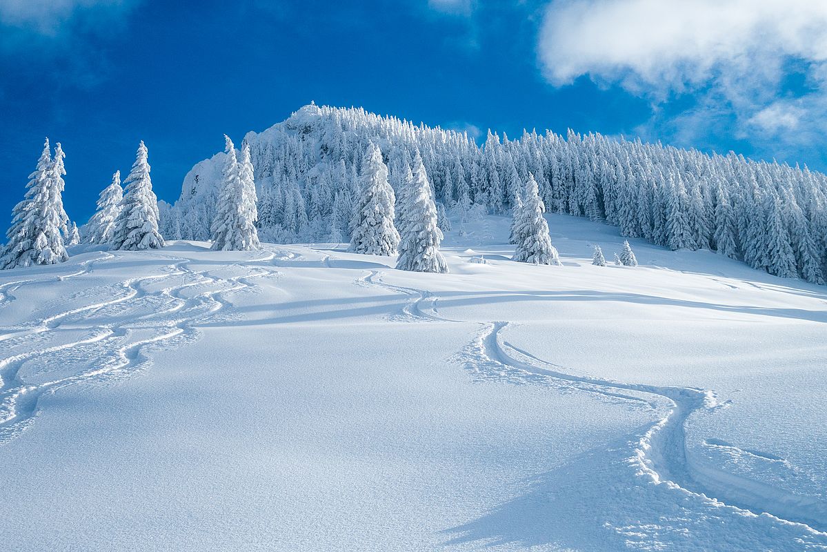 Perfekter Pulverschnee im Bereich der Bucheralm.