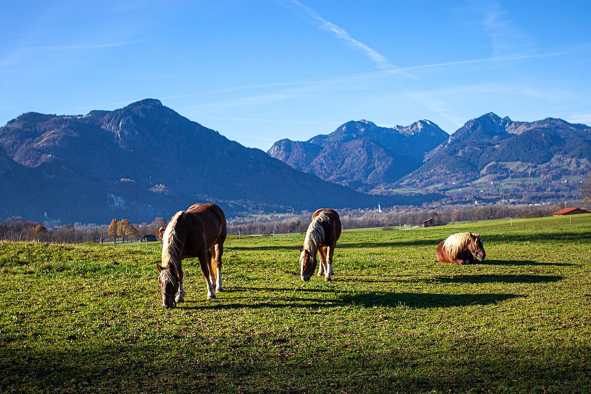 Voralpenidylle in Nussdorf