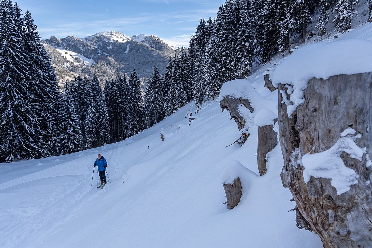  Sobald man den Wald verlässt, schöner Pulverschnee auf etwas Unterlage 