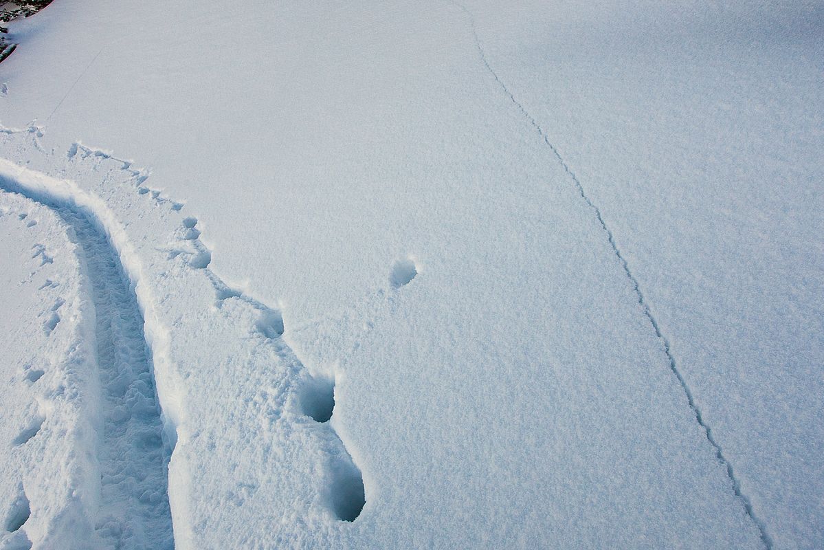 Setzungsrisse zeigen die Störanfälligkeit der Schneedecke an.