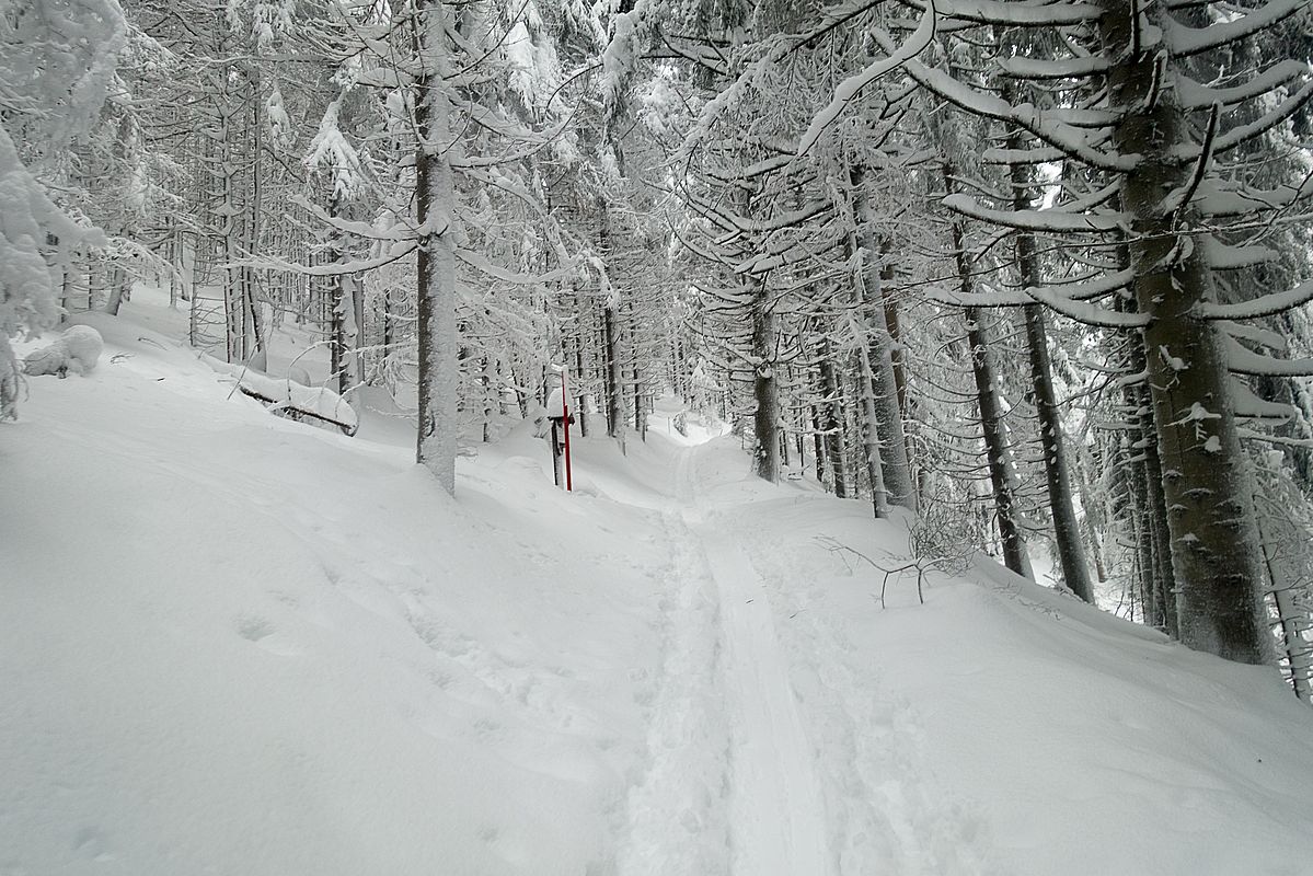 Am Waldaufstieg der markierten Skiroute sieht man an den Bäumen, wie hier die letzten Tage der Wind durchgepfiffen haben muss.