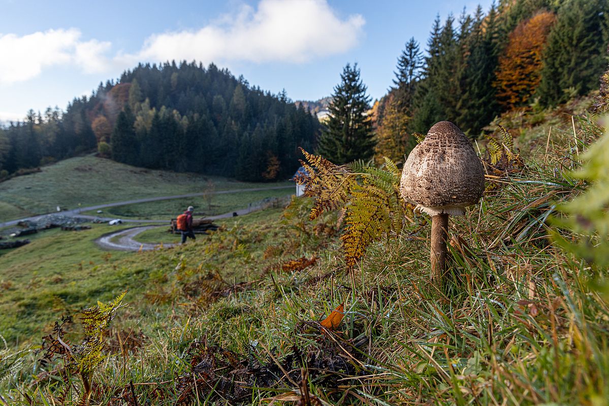 Parasol-Pilz bei Sachrang