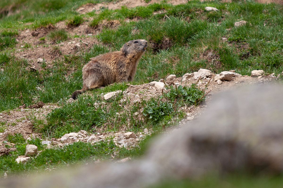 Die Murmeltiere freuen sich auch über die endlich scheefreien Hänge