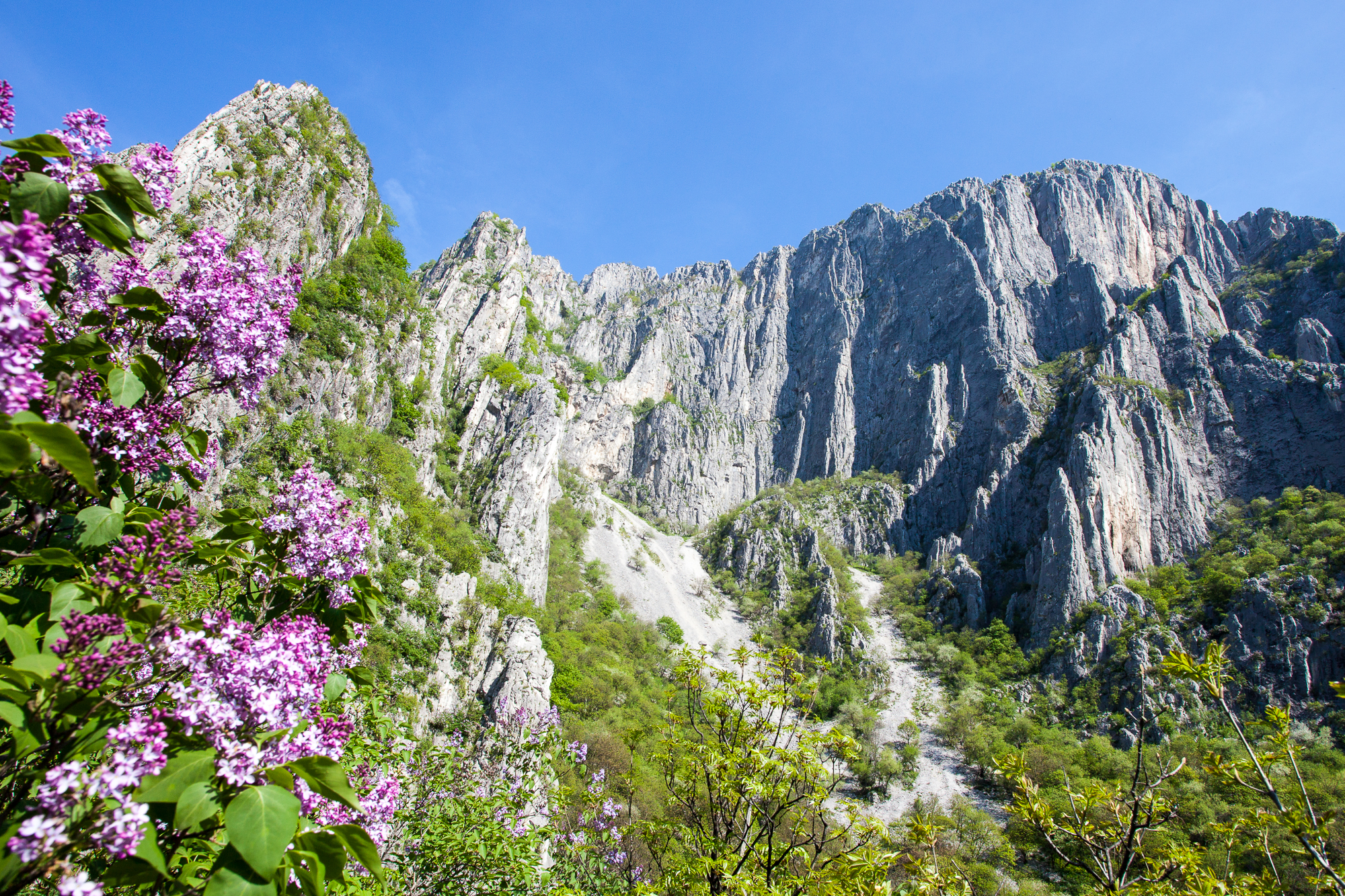 Fliederblüte vor der Zentralwand von Vratza