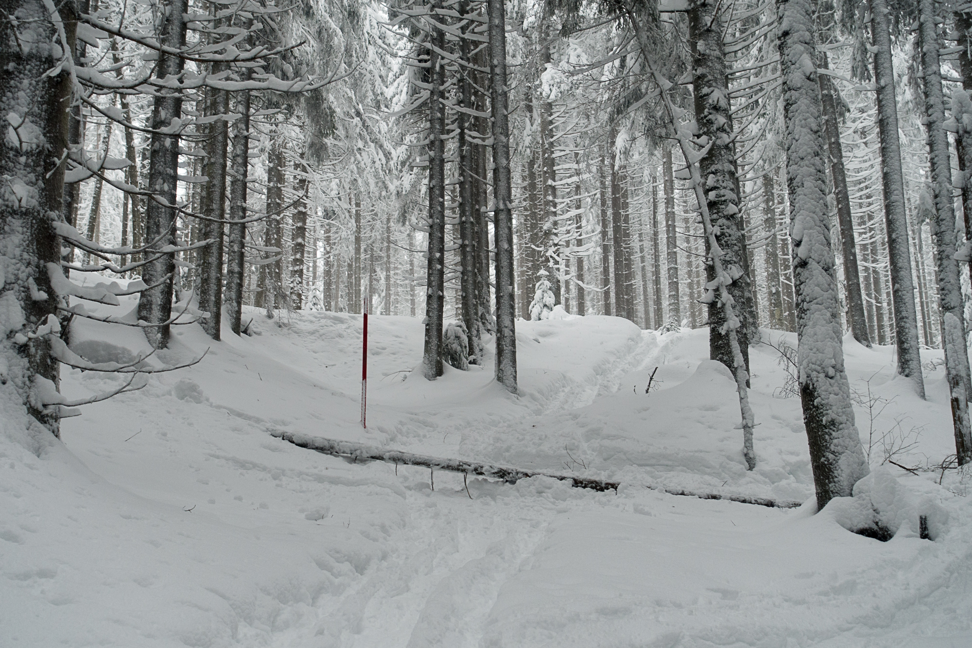 Statt Lawinen ist hier "Schneebruch" ein Thema - wobei dieser hier frisch umgestürzte Baum schon morsch war.