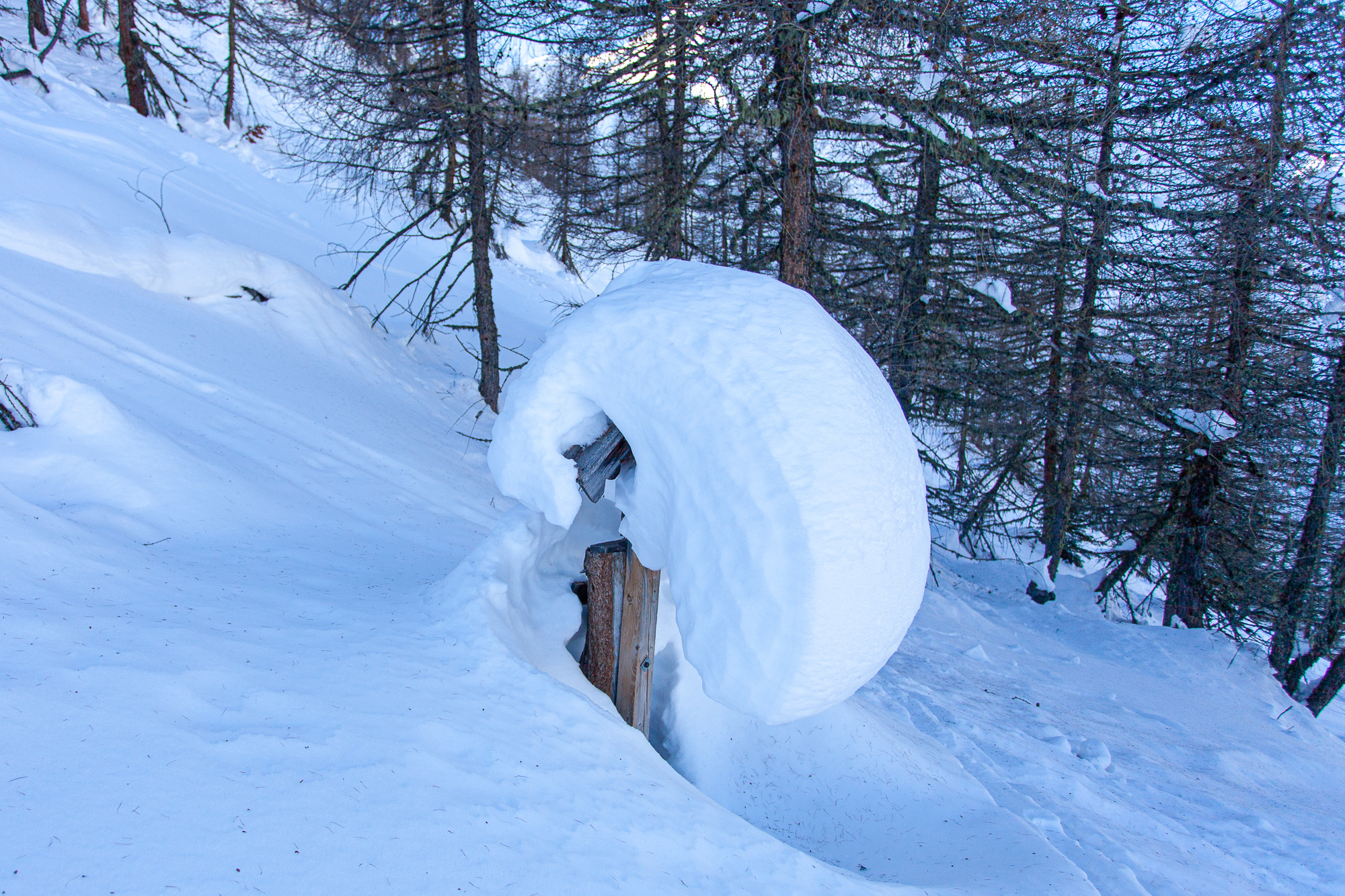 Viel gesetzter Pulverschnee an der Waldgrenze