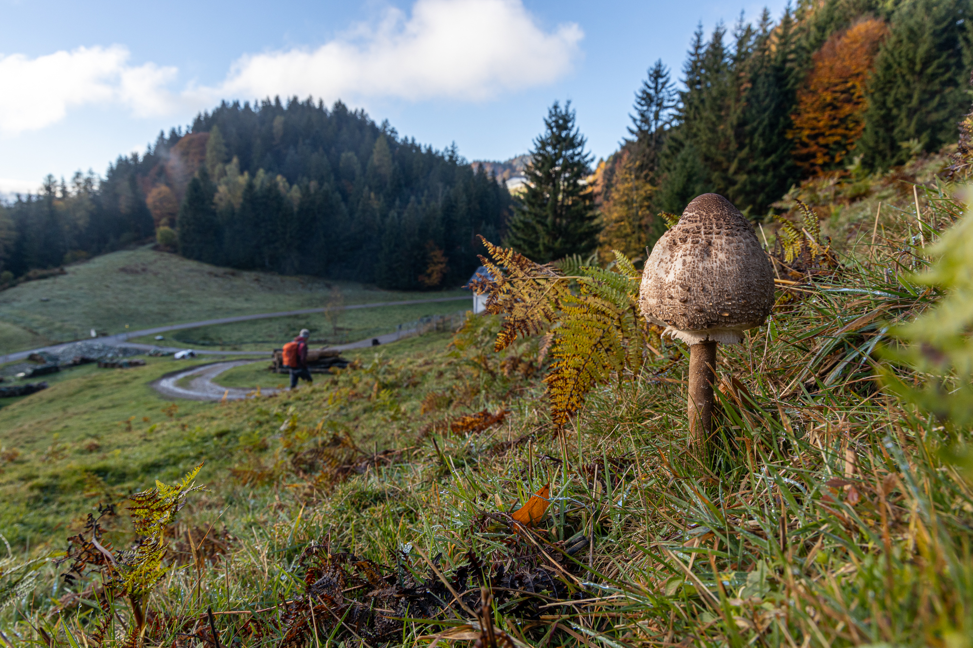 Parasol-Pilz bei Sachrang