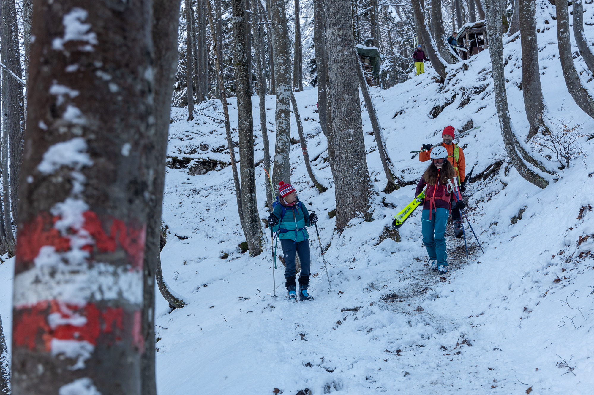 Abwärts geht dann durch den Wald nichts mehr mit Ski